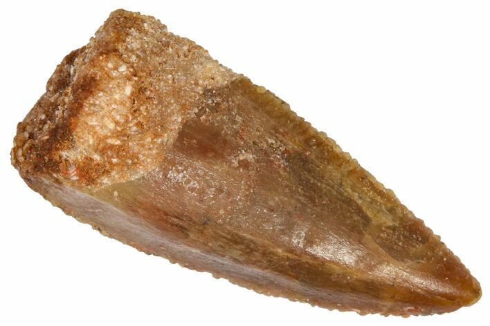 Serrated, Raptor Premaxillary Tooth - Real Dinosaur Tooth #361014